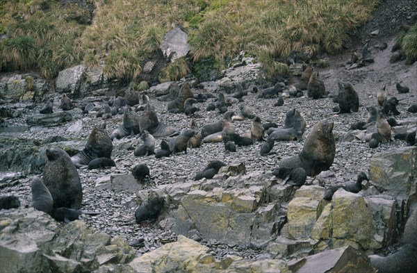 ANTARCTICA, South Georgia, Albatross Island, Fur seals on rocky shore in Bay of Islands.