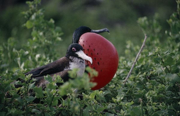 ECUADOR, Galapagos , Tower Island, Male and female Great Frigate Birds