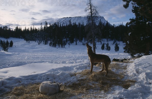 USA, Wyoming, Wind River Range. Lava Mountain. Alaskan Huskies tied up on snow for an overnight Dogsledding trip.