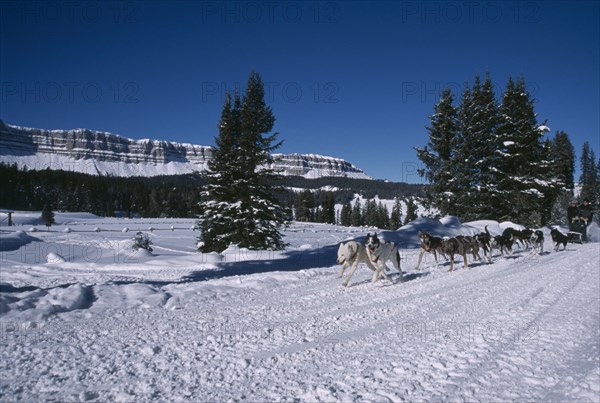 USA, Wyoming, Dubois, Brooks Lake Lodge. Dogsledding with Alaskan Huskies