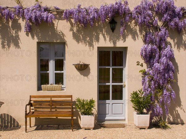FRANCE, Deux Sevres Region, Poitiers, Wisteria frames the front door and window of this picturesque apartment in the town of Les Forges. Two plant pots either side of the door and a bench beneath the window.