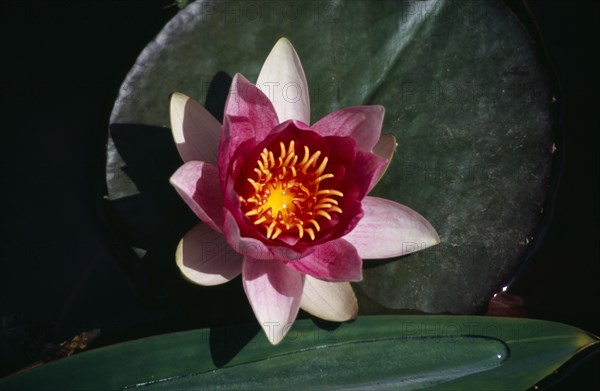 PLANTS, Flower, Water, Pink and white open Water Lilly with lilly pads