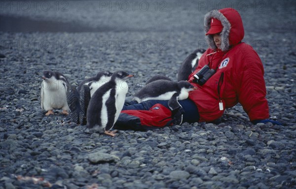 ANTARCTICA, Greenwich Island, Yankee Harbour, Tourist sat on ground with young Gentoo Penguins next to her and sat on her legs.