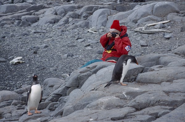 ANTARCTICA, Peninsula Region, Goudier Island, Port Lockroy. Tourist photographing Gentoo Penguin on rocks