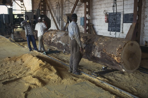 IVORY COAST, San Pédro, Timber industry.  Saw mill interior and workers with felled tree and sawdust covered floor.