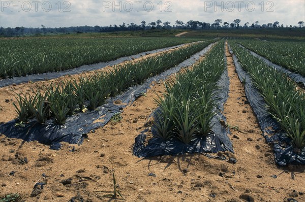 IVORY COAST, Farming, Fruit, Pineapple plantation.