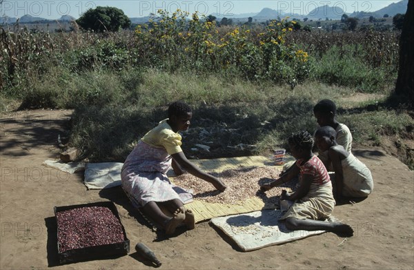 MALAWI, Dedza District, Refugees, Woman and children sorting drying beans in Mozambican refugee camp.