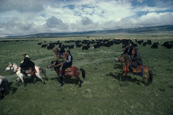 TIBET, People, Nomadic herders on horseback with yak and sheep herds on the high grasslands.