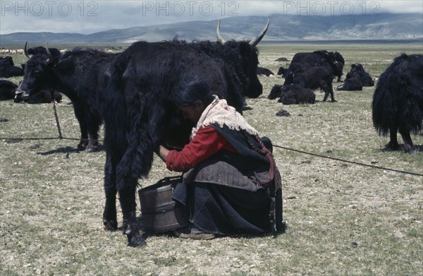 TIBET, Agriculture, Tibetan nomad woman milking a yak on the high grasslands.