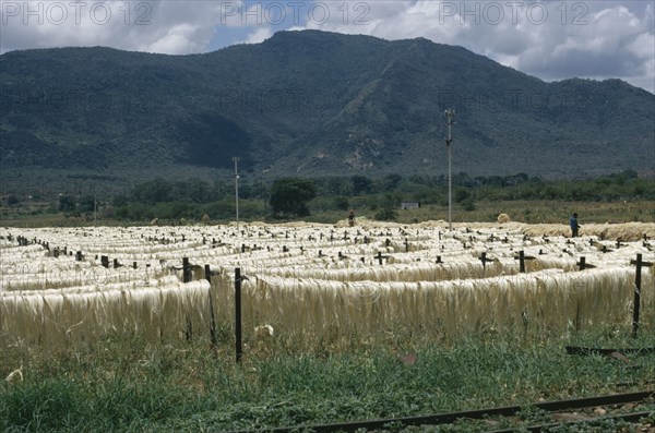 KENYA, Agriculture, Jute fibres drying on lengths of wire.