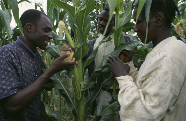 KENYA, Muhuroni, Agnes Oluch and Oxfam staff look at maize crop.  In prison for illegal brewing she nearly lost her farm and children but learnt organic farming techniques through Oxfam project.