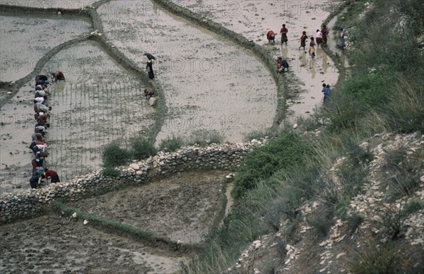 BHUTAN, Paro, Planting paddy fields in terraced agricultural landscape.