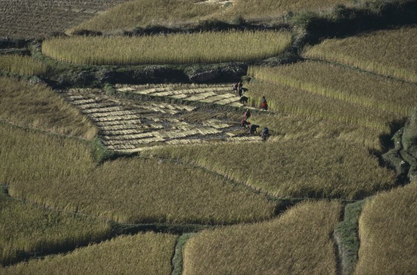 BHUTAN, Paro, Harvesting rice in terraced fields.