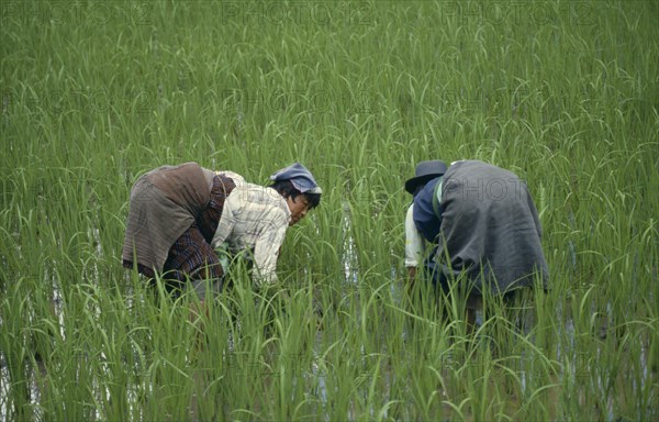BHUTAN, Paro Valley, Women working in paddy field.