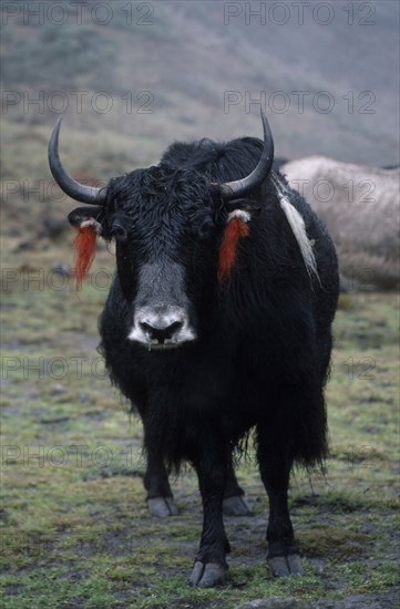 BHUTAN, Merag Sakteng, "Yak with red, woollen tassles attached to ears."