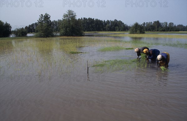 GAMBIA, Agriculture, Women replanting rice in paddy fields.