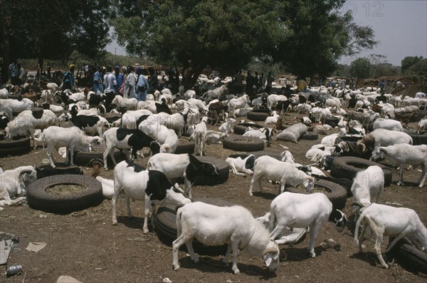 GAMBIA, Agriculture, Livestock market with goats and cattle tethered to old car tyres containing fodder.