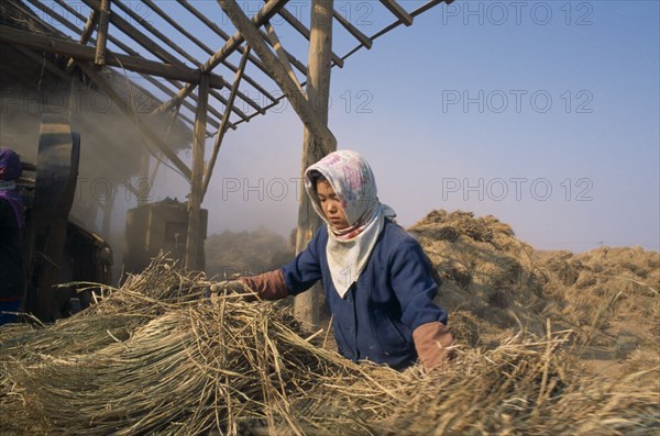 NORTH KOREA, North Hwanghhae Province, UNPA County, Girl harvesting flood damaged paddy