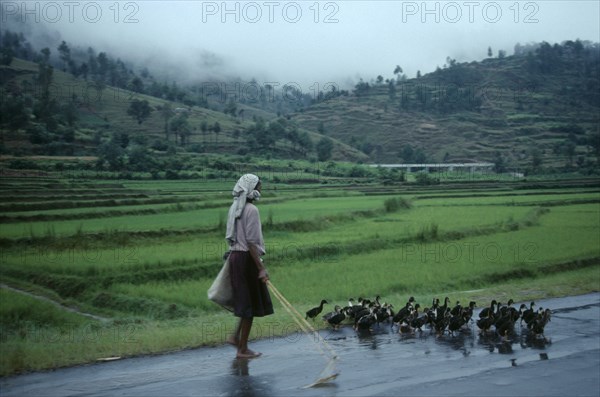 MADAGASCAR, Farming, Woman taking ducks to market along road beside terraced agricultural land.