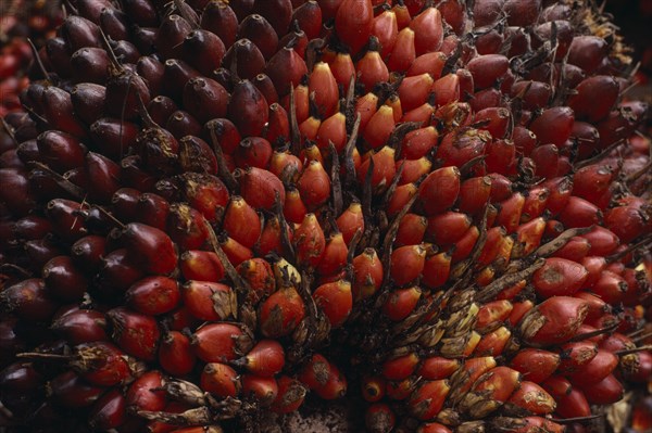 CAMEROON, Agriculture, Close up of oil palm fruit Elaeis guineensis showing individual nuts.