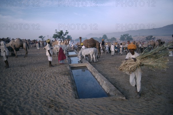 INDIA, Rajasthan, Pushkar, Cattle and camels brought to water in evening during fair.