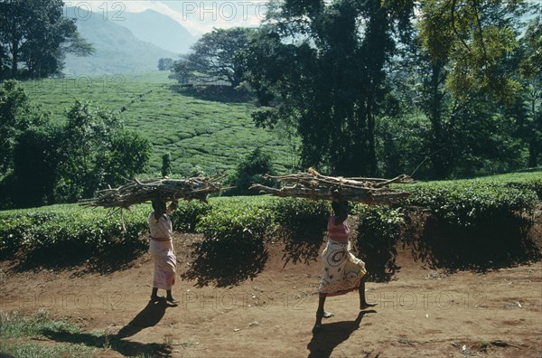 MALAWI, Work, Tea plantations near Muloza with women carrying bundles of firewood on their heads in foreground.