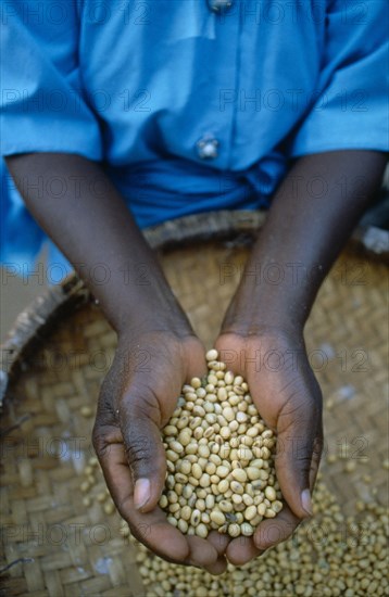 MALAWI, Ngwila, Cropped view of Efero Lodi holding handful of organically grown soya.  Organic farming allows farmers to achieve the same yields without the use of expensive fertilisers.