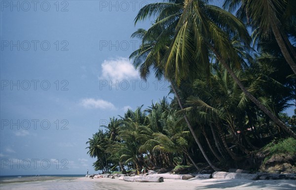 GABON, Landscape, Cape esteries. Sandy beach lined with palm trees