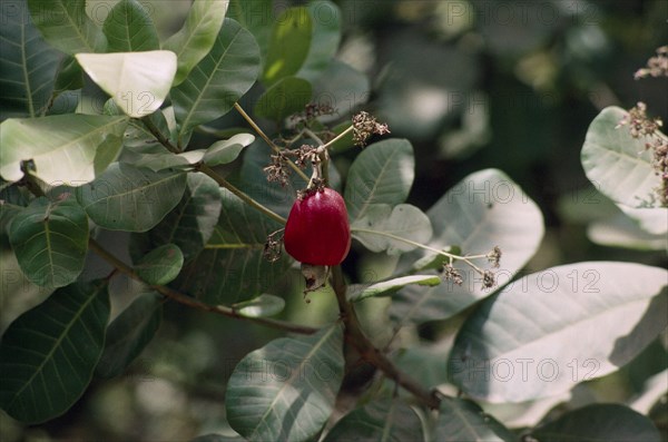GAMBIA, Agriculture, Crops, Cashew nut tree red fruit with the nut below