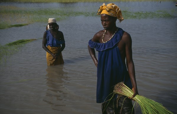 GAMBIA, Agriculture, Rice, Women replanting rice