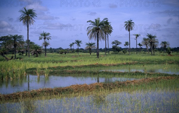 GAMBIA, Agriculture, Rice, Rice paddy fields with palm trees growing