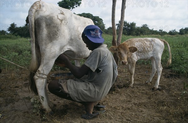 GAMBIA, Agriculture, Cattle, Boy milking cow