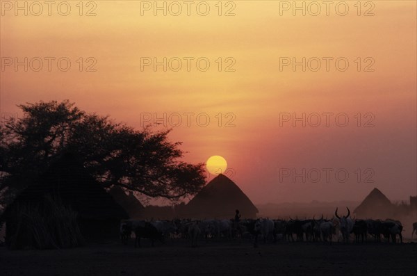SUDAN, Sunset, "Dinka cattle camp at dusk with cattle herd, tree and thatched huts in low, pink evening light."