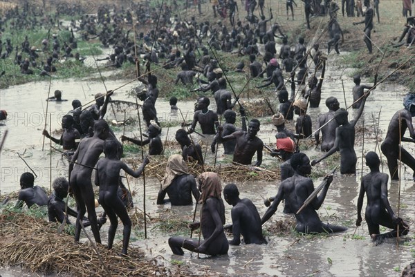 SUDAN, Tribal People, Dinka fishing festival.  Mass of fishermen in waist level water using spears to catch fish.