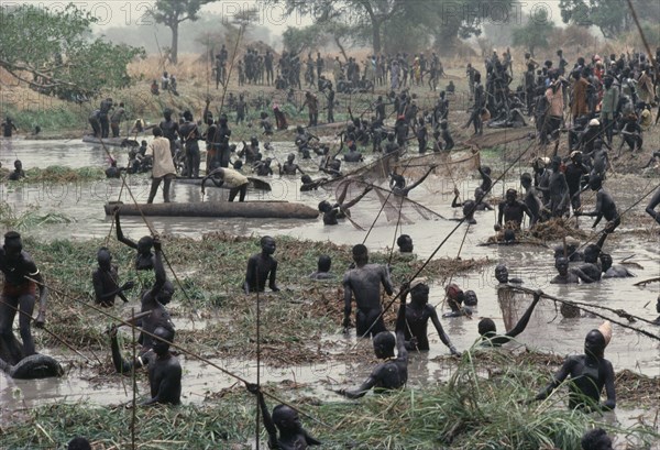 SUDAN, Tribal People, Dinka fishing festival. Mass of tribesmen in waist level water using spears and nets to catch fish