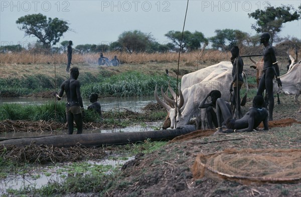 SUDAN, Tribal People, Dinka men fishing from dug out canoe with cattle on shore drinking from river and other men watching.