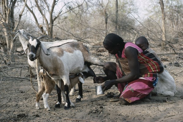 SUDAN, South Darfur, Farming, Baggara Arab nomad woman from the Beni Halba tribe milking goat with young child tied to her back.