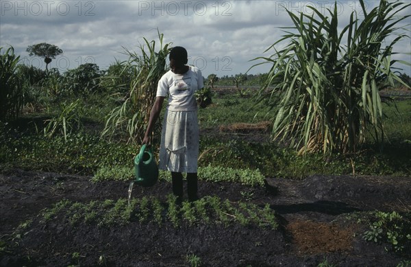 MOZAMBIQUE, Inhambane Province, Macuamene Swamp, Woman watering seedlings in former swamp as part of UNFAO development project.