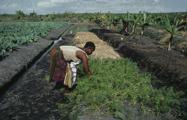 MOZAMBIQUE, Inhambane Province, Macuamene Swamp, Woman working in former swamp as part of UNFAO development project.