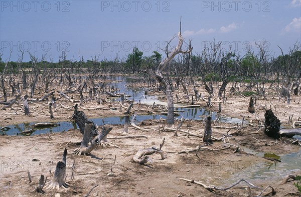 MEXICO, Yucatan, Celestun, Mangrove forest on the Gulf coast killed by pollution.