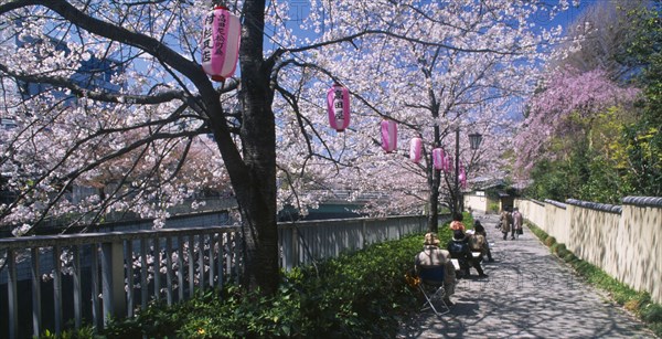 JAPAN, Honshu, Tokyo, Waseda. Adult art class sketching cherry blossoms along the thr bank of the Edogawa River.