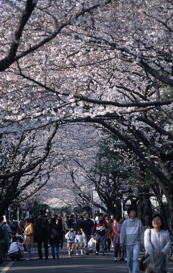 JAPAN, Honshu, Tokyo, Yanaka. People walking under Cherry Blossoms outside Yanaka Cemetary near Tenno-ji Temple