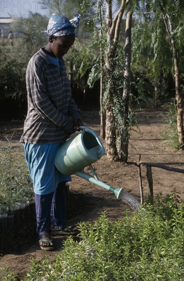 ETHIOPIA, Agriculture, Woman using watering can to irrigate seedlings in plant nursery.