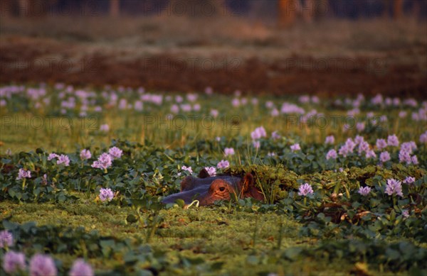 ZIMBABWE, Mana Pools Nat. Park, Hippo partly submerged amongst water hyacinth.