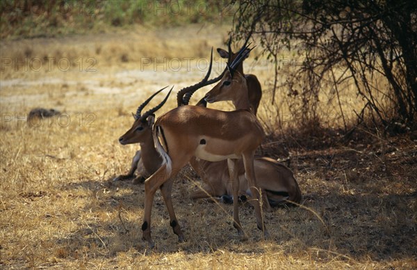 RWANDA, North East, Kagera National Park, Impala in grassland.