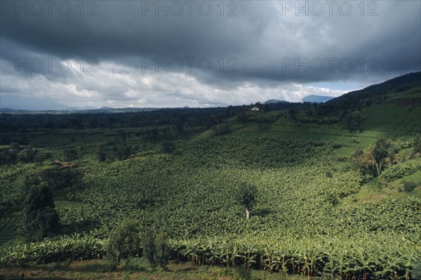 RWANDA, Landscape, Banana plantation below stormy sky.