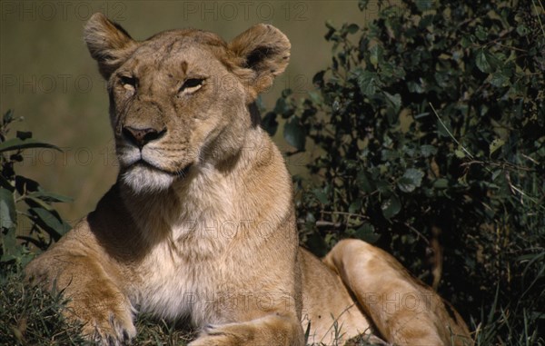 KENYA, Masai Mara Nat. Park, Lioness lying beside bushes.