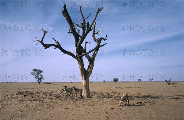 NIGER, Sahel, Barren landscape with dead tree and goats tryinfg to find something to eat during drought.