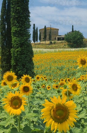 ITALY, Tuscany, Field of sunflowers and cypress trees with house behind near Buonconvento