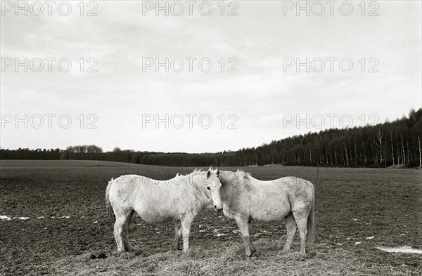 BELGIUM, Brussels ##END 90, Domaine Solvay, Two Horses standing face to face in an empty field.